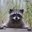 Raccoons1