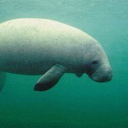 tapir1