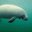 tapir1