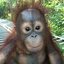 strong monke