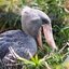 shoebill gaming (was deleted at: 2022-12-18T01:15:22.1575558Z)