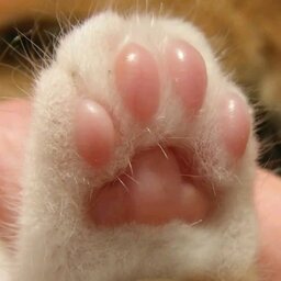 Paw Paw5