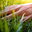 Grass Grabbers