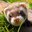 •Ferret•