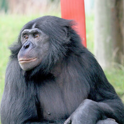 Maho Yakotitch #churo