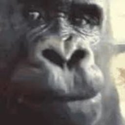 nk_wz