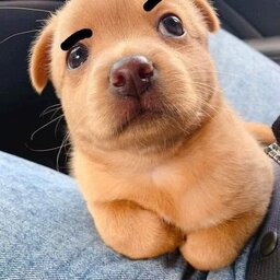 SoyLeo