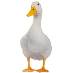 Ducky-quack