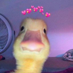 Kaczoreeq ?•?•?#2884