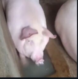 ADM Hater de Cólica