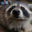 RaccoonMan