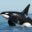 Sea Killer Whale