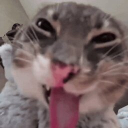 Cawijo