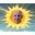 DIE SONNE HAT GELACHT