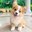 Corgi (was deleted at: 2021-03-21T19:05:09.8689593Z)