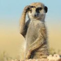 PP MeerKat