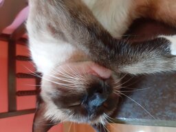 Gerlayne Oliveira Alves