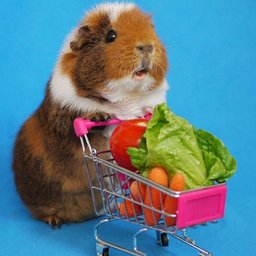 GentleGuineaPig