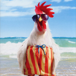 Suck_my_rooster