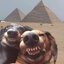 Flippin dogs