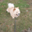 Sumo's Gang