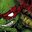 Raphael.