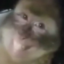 mandarin0
