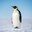 thereal_penguin