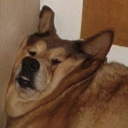 drekshund