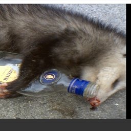 possum6#8283