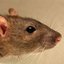 Rat Fat