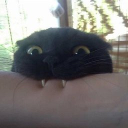Shitty Kitty