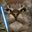 MOLLIS_376