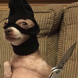 Penquin123penquin124