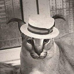 Mister Floppa