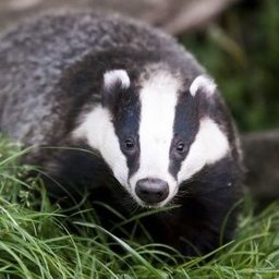 Not_A_GodDamnBadger
