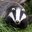 Not_A_GodDamnBadger