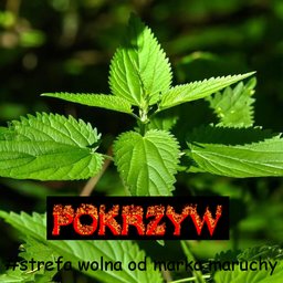 pokrzyw