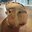 capybaras reformed