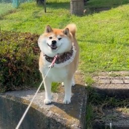 DogePro