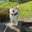 DogePro