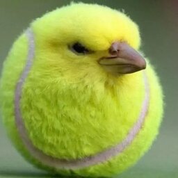 John johnson ''adore'' Albertson Smith