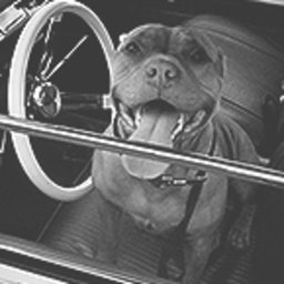 Niezmogus56
