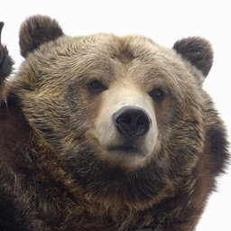 Cuddle Bear