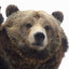 Cuddle Bear