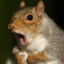 squirels forever (was deleted at: 2025-09-18T12:15:20.0992977Z)