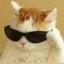 Fat cats