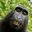 MONKE-sport