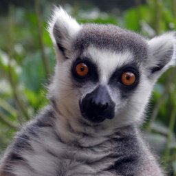 LemurSi
