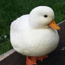 ????????????43336